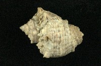 角皺岩螺藏品圖，第2張